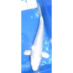 Ginrin Platinum 30-35 cm éleveur Marujiyu