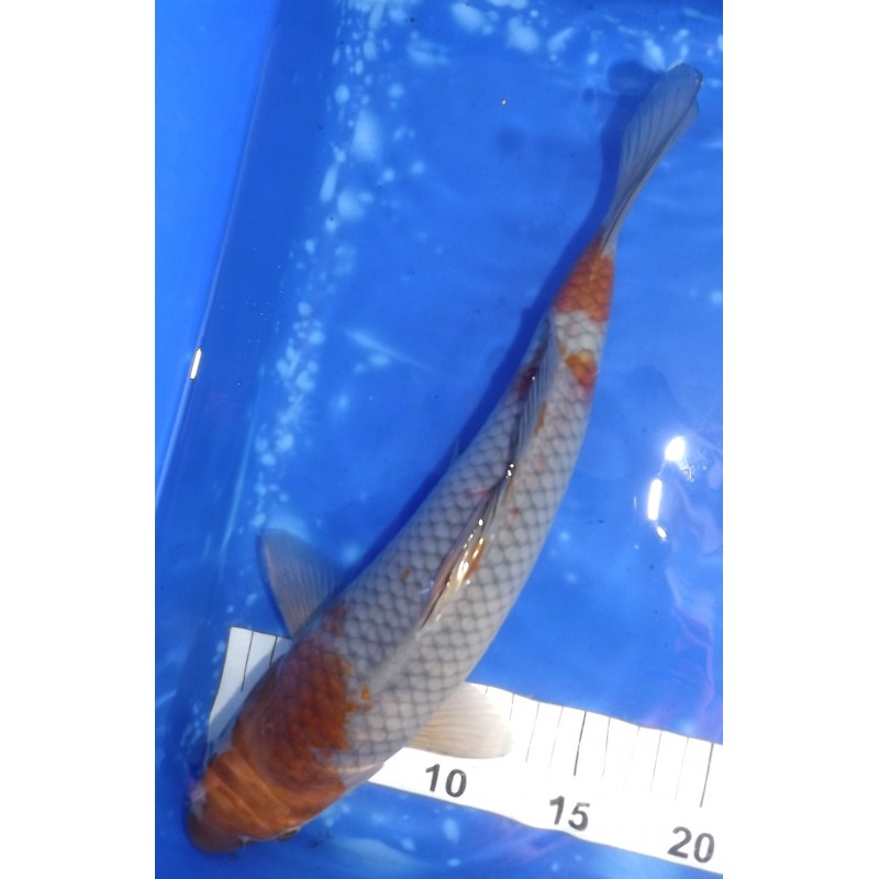 Ochiba 35-40cm éleveur Ikarashi Ozumi