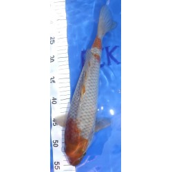 Ochiba 35-40cm éleveur Ikarashi Ozumi