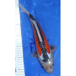 Shusui 30-35 cm éleveur Ikarashi Ozumi