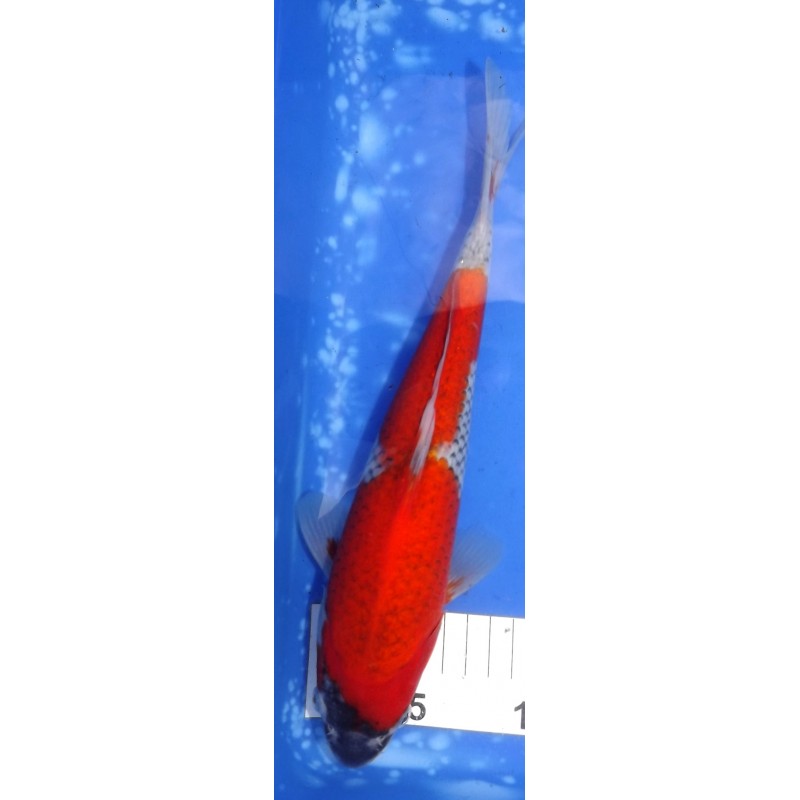Goshiki 30cm éleveur Ikarashi Ozumi