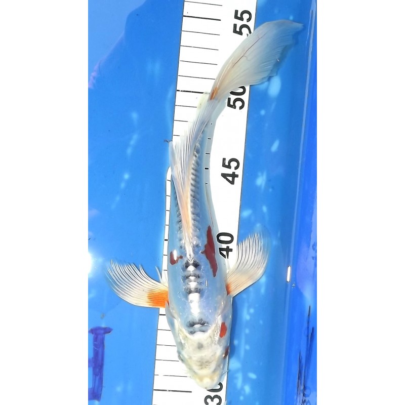 Doitsu Kujaku voile 25-30 cm