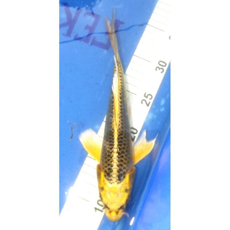 Kin Matsuba voile 25-30 cm