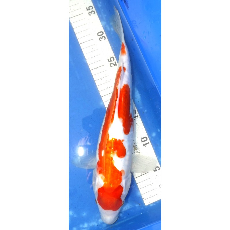 Doitsu Kohaku 37 cm