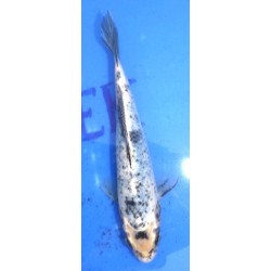 Matsukawabake 20-25 cm