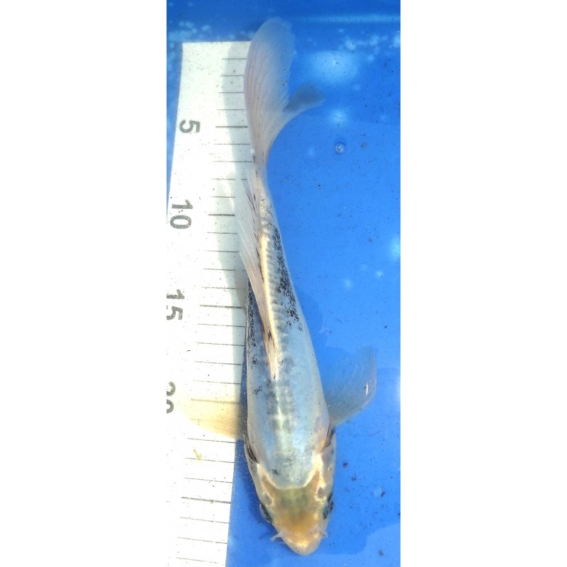 Shusui X Kikokuryu voile 25-30 cm