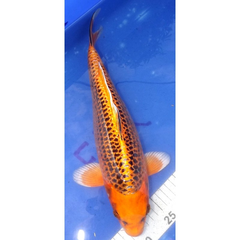 Kin Matsuba Femelle 35-40 cm