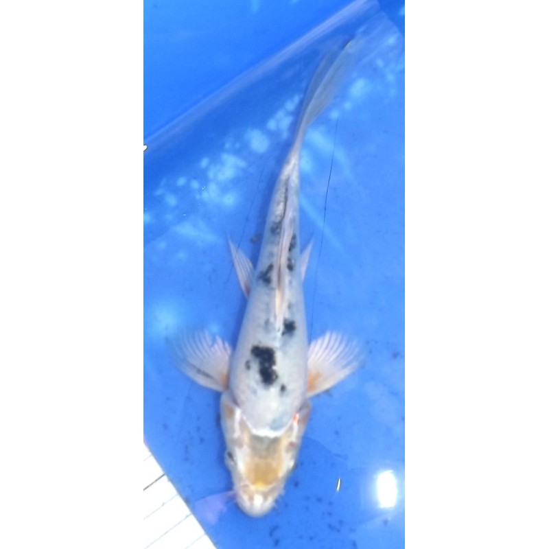 Kin Sanke voile 20-25 cm