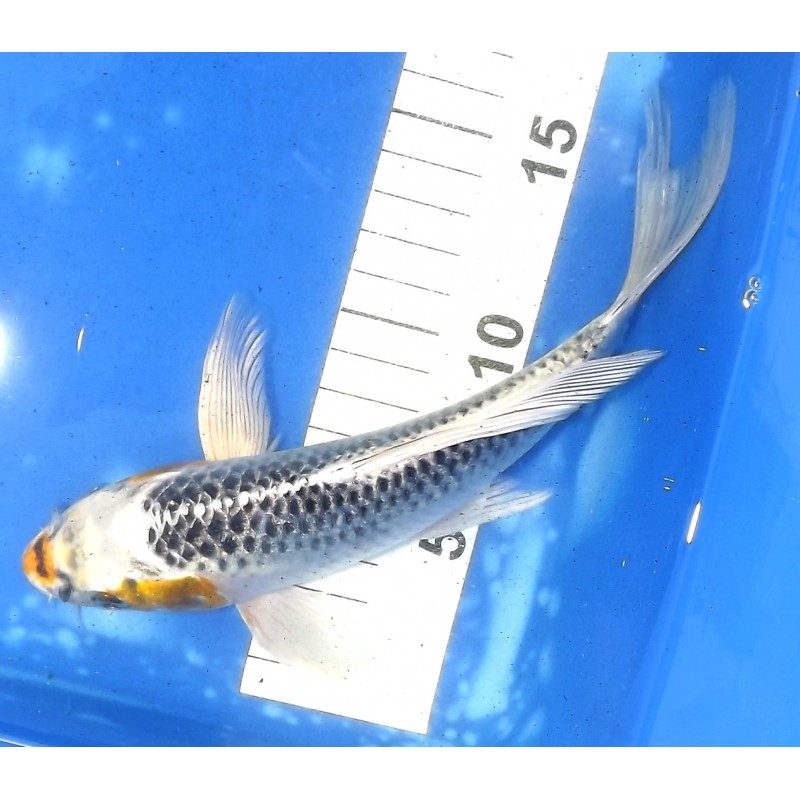 Ki Kujaku voile 20-25 cm