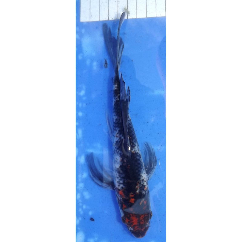 Showa voile 20-25 cm