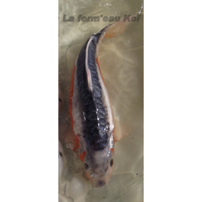 shusui mâle 40 - 45 cm