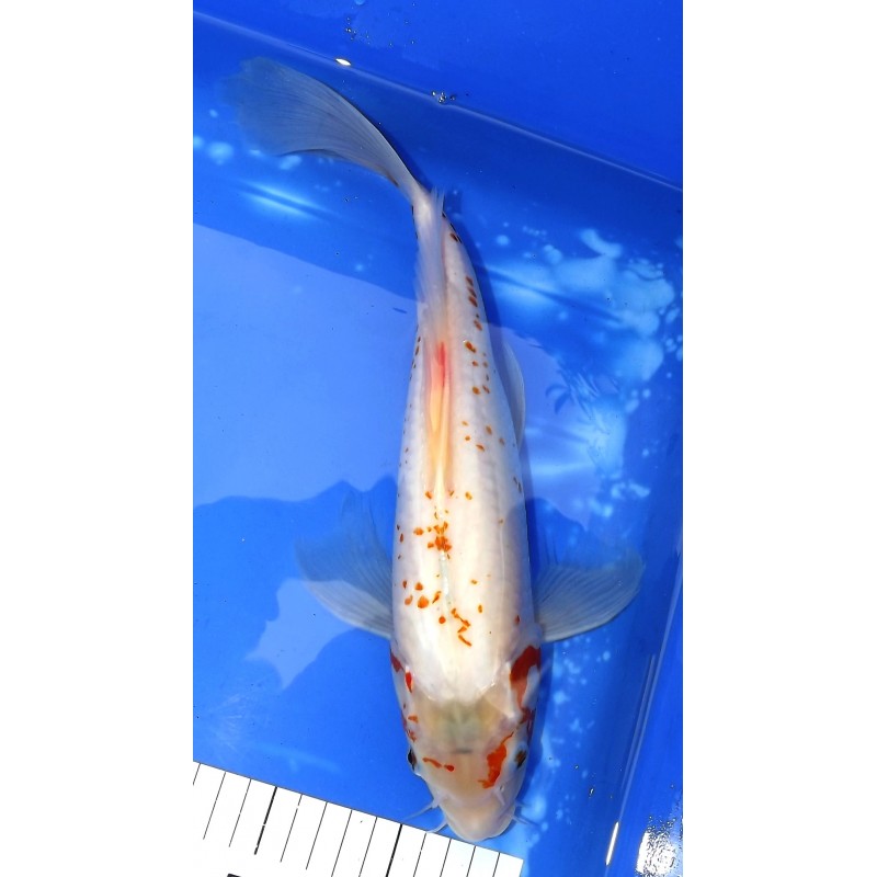 Kanoko Yuki Asagi voile 30-35 cm