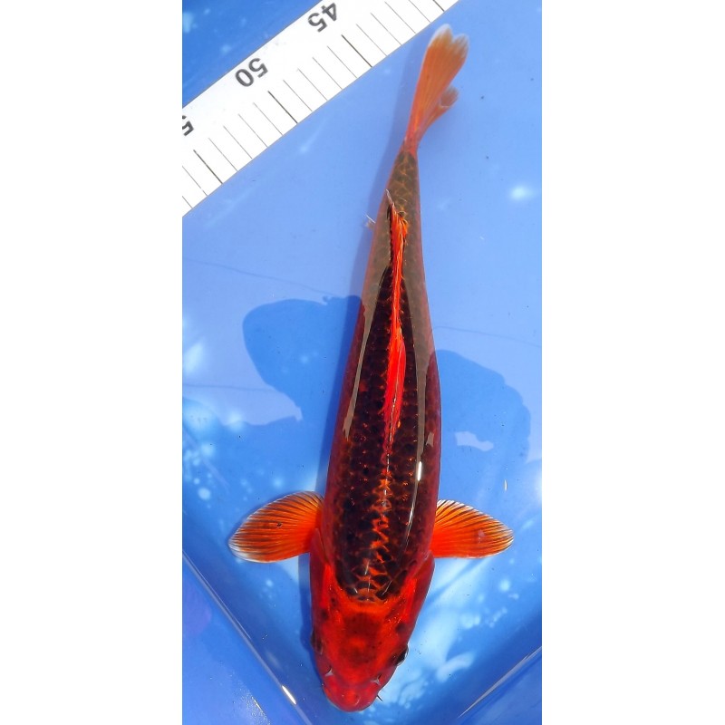 Aka Matsuba 30-35 cm