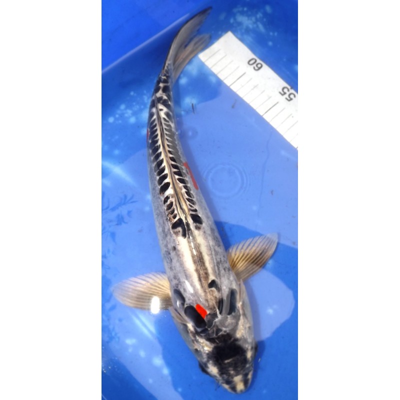 Kin Kikokuryu mâle 40-45 cm