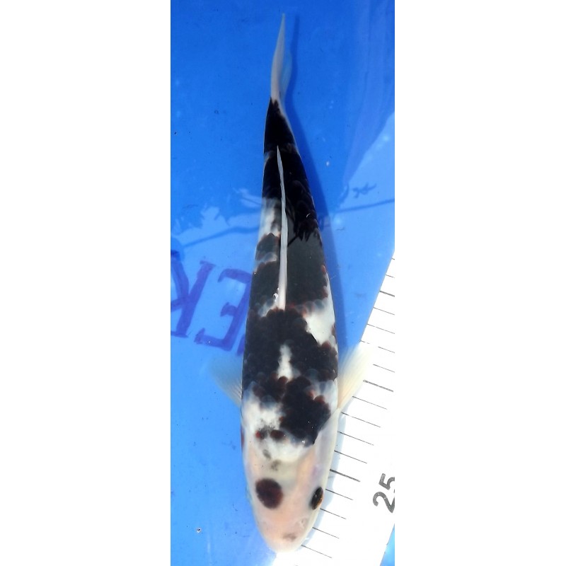 Budo Goromo 30 cm éleveur Ikarashi Ozumi