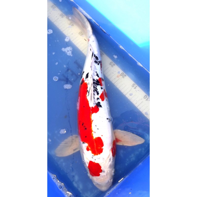 Doitsu Maruten Yamatonishiki 59cm Mâle MARUSAKA