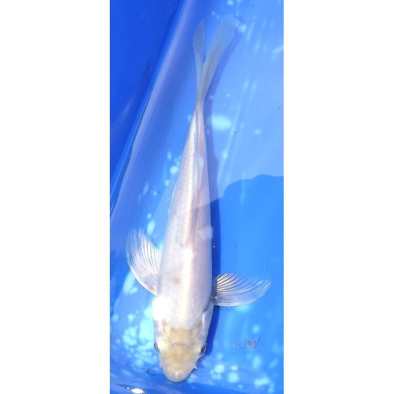 blanche voile 20-25 cm