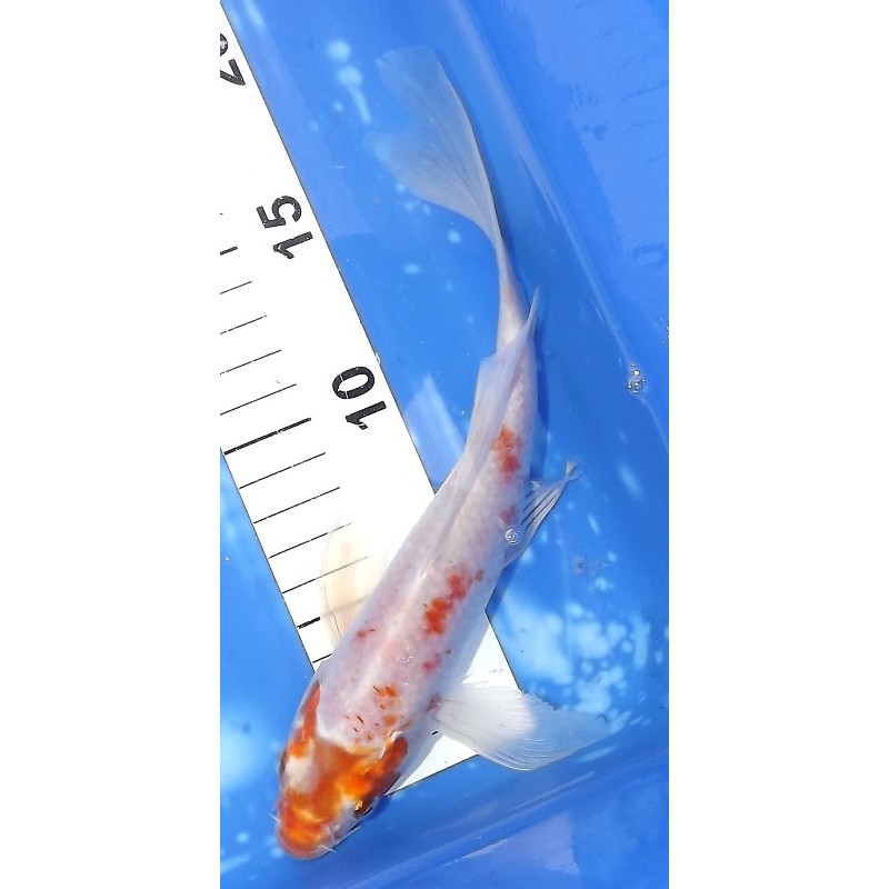 Hariwake voile 20-25 cm