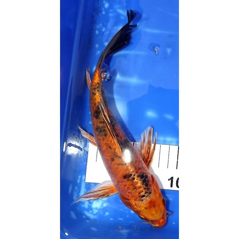 Kin Bekko voile 25-30 cm