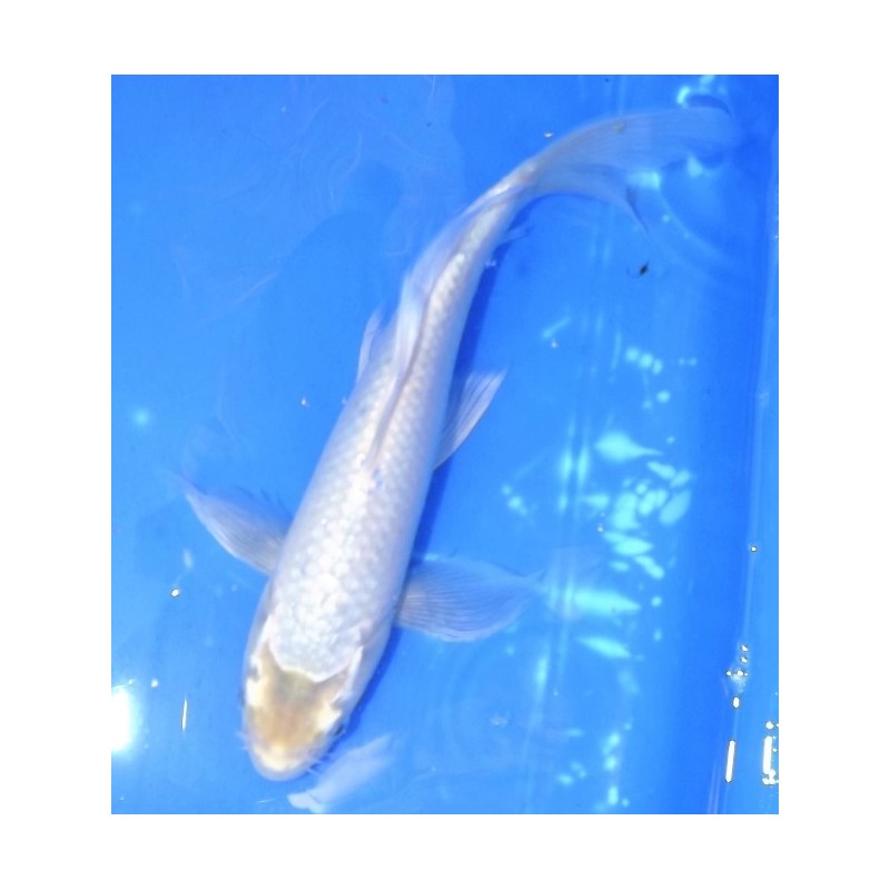 Blanche voile 25-30 cm