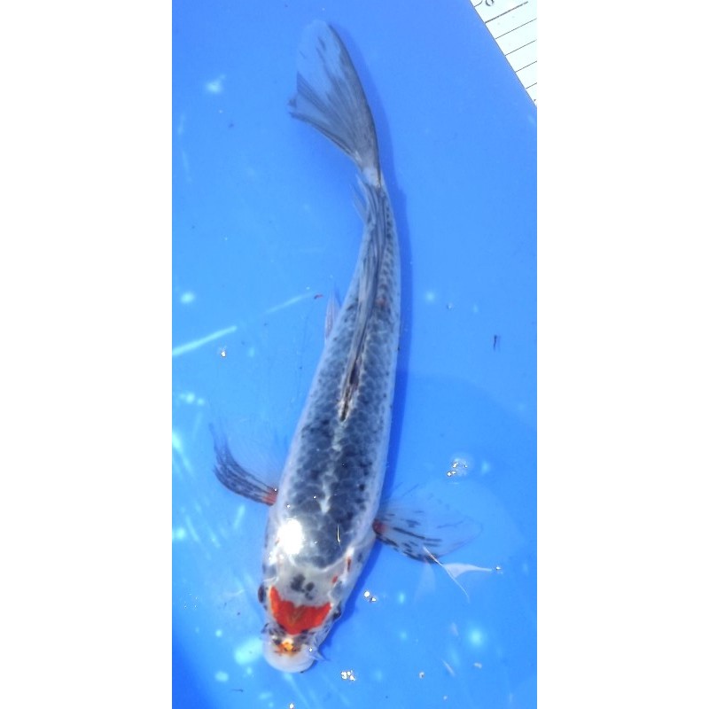 Asagi voile 25-30 cm