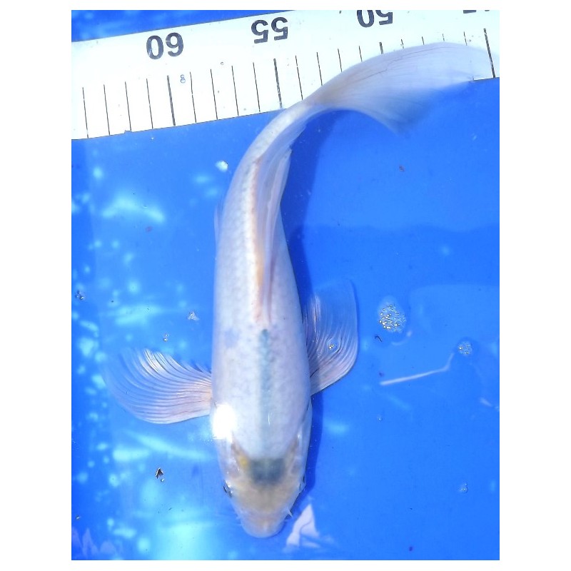 Asagi voile 25-30 cm