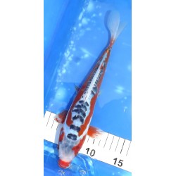 Shusui 25-30 cm éleveur Maruseï Hirasawa