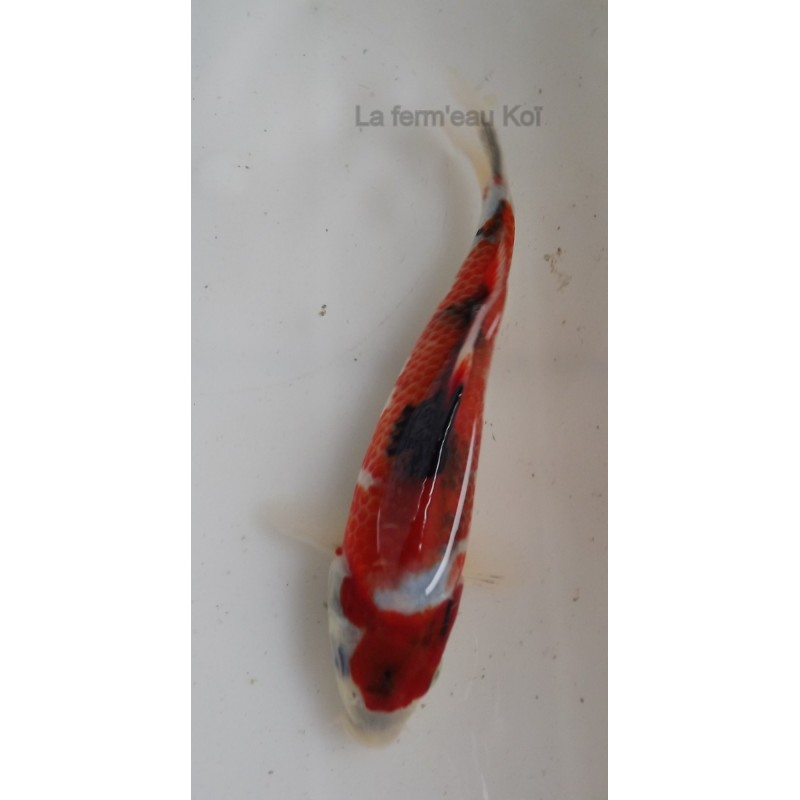 Showa 18-21cm Japon jumbo tosaï