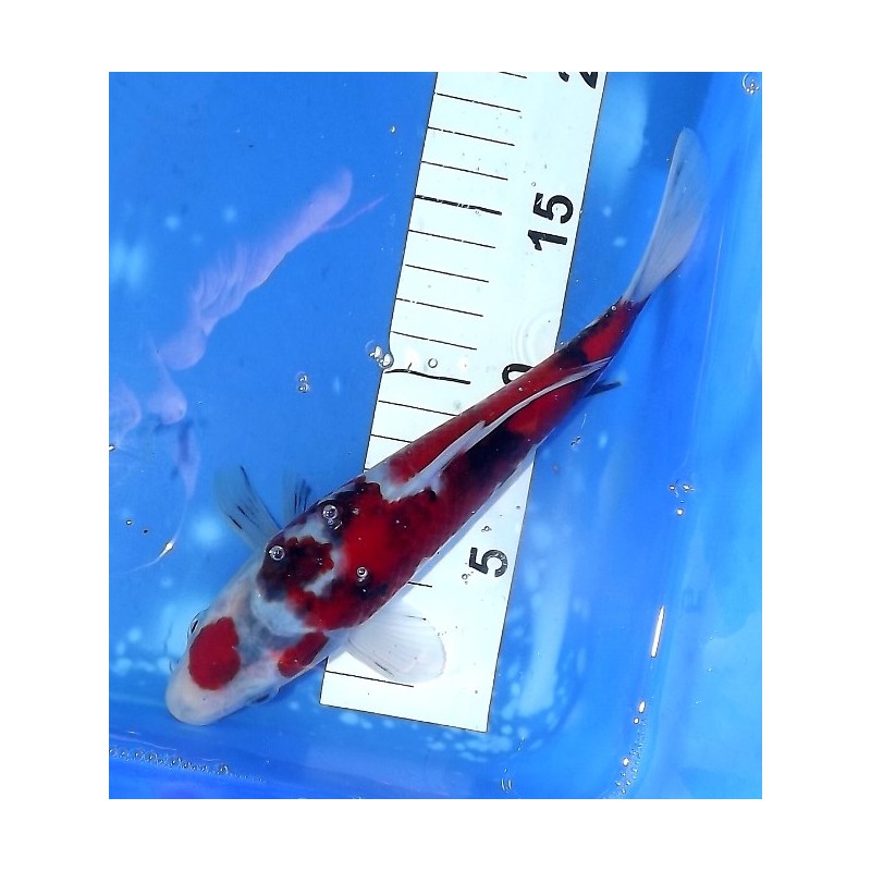 Maruten (Goromo) Showa 23cm éleveur Maruseï Hirasawa