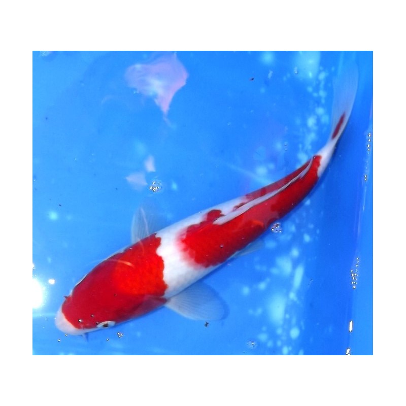 Kohaku 27cm éleveur Maruseï Hirasawa