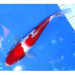 Kohaku 27cm éleveur Maruseï Hirasawa