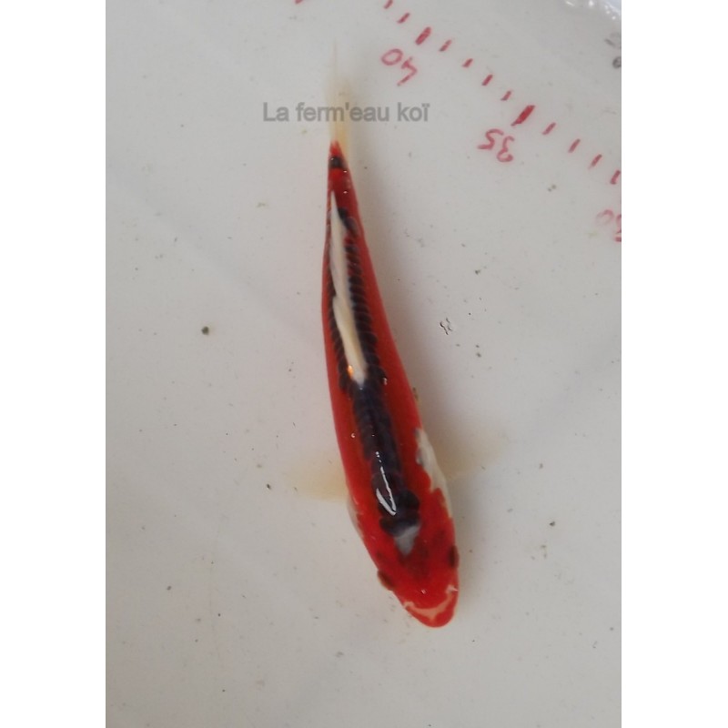 Hi shusui 18-21cm Japon jumbo tosaï