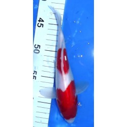 Kohaku 23 cm éleveur Maruseï Hirasawa