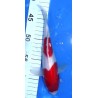 Kohaku 23 cm éleveur Maruseï Hirasawa