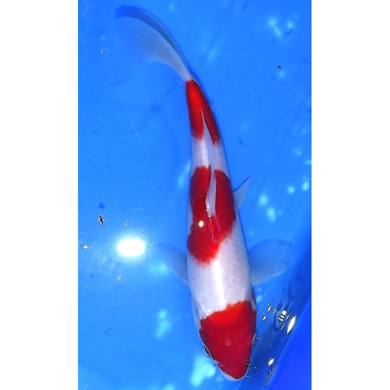 Kohaku 20-25cm éleveur Maruseï Hirasawa