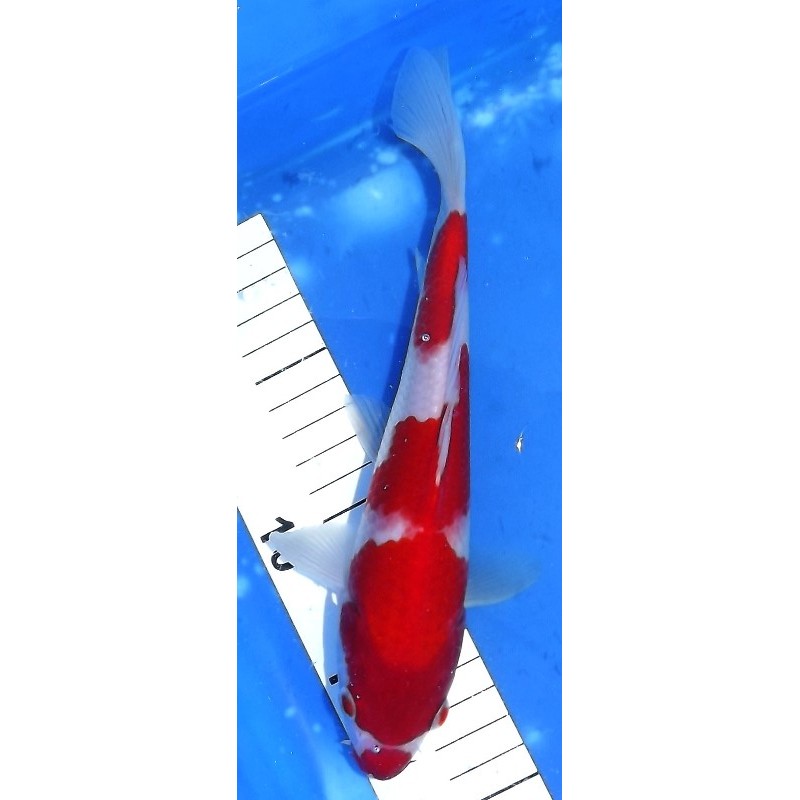 Kohaku 23cm éleveur Maruseï Hirasawa