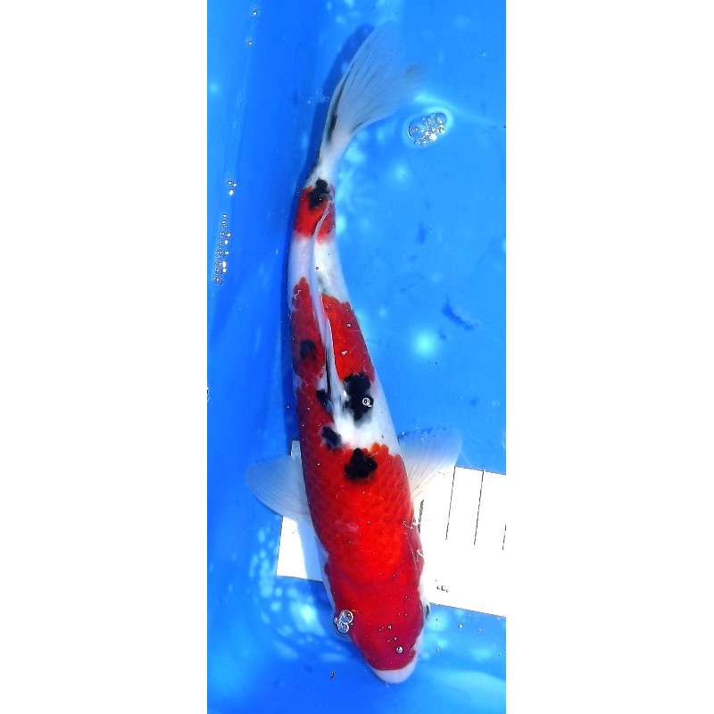 Sanke 23cm éleveur Maruseï Hirasawa