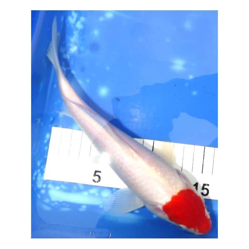 'Tancho' Kohaku 25 cm éleveur Maruseï Hirasawa