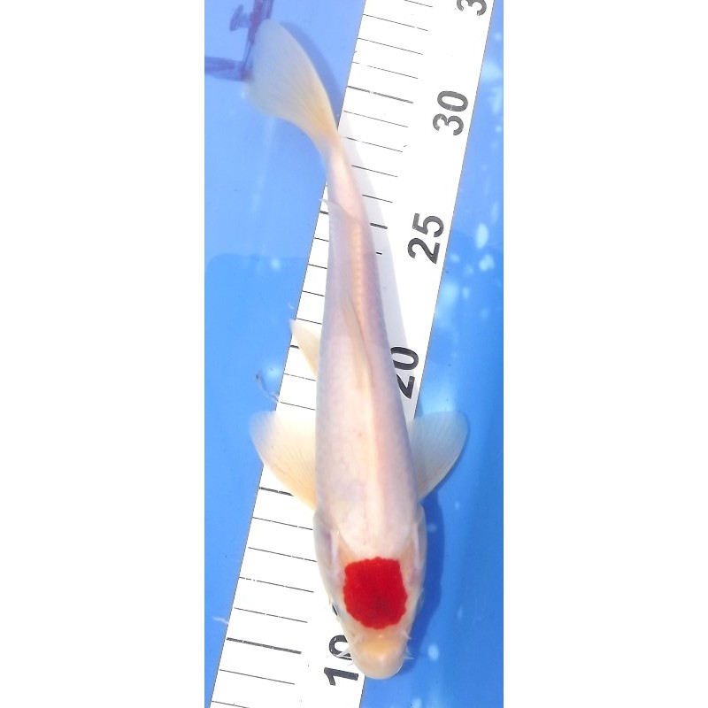 Tancho Kohaku 23cm éleveur Maruseï Hirasawa