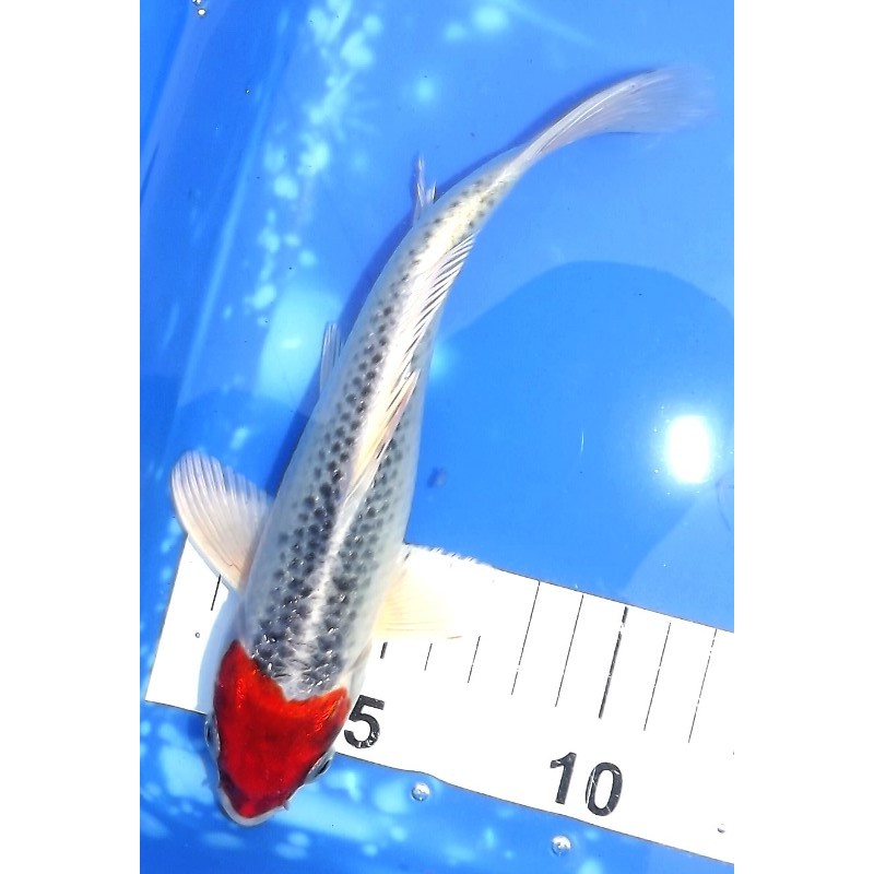 Kujaku 21cm éleveur Maruseï Hirasawa