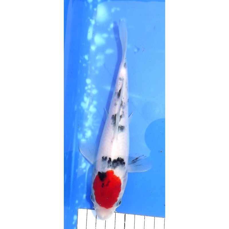 Tancho Sanke 21cm éleveur Maruseï Hirasawa