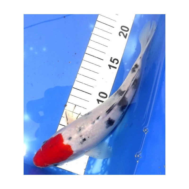 Sanke 25cm éleveur Maruseï Hirasawa