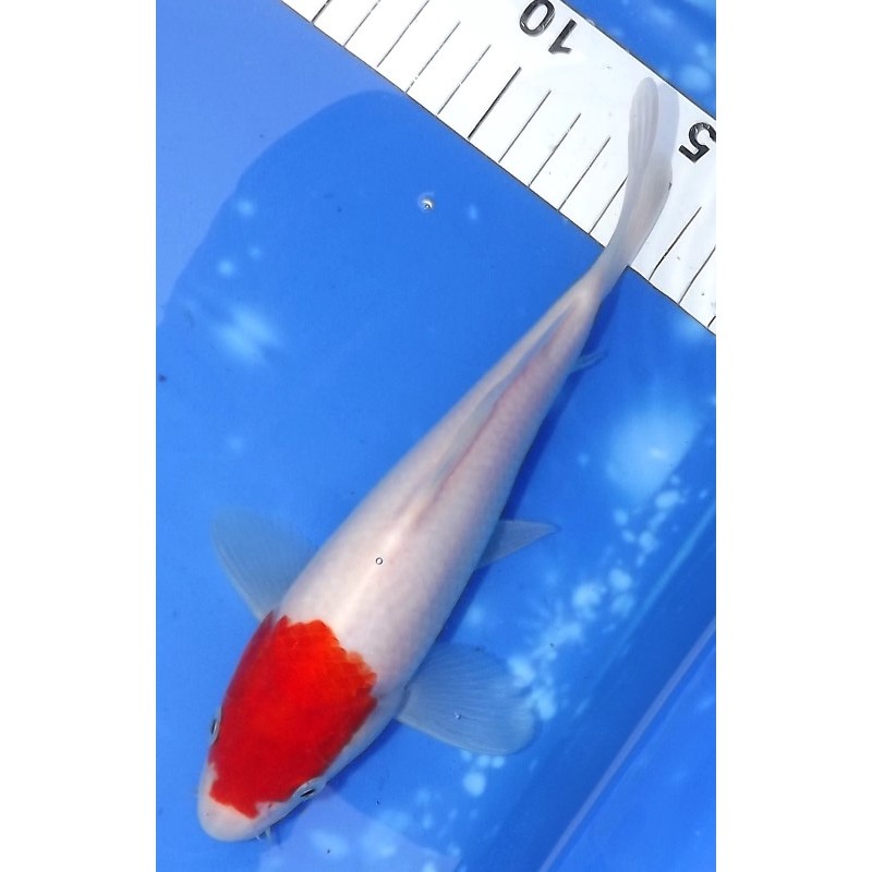 Kohaku 22cm éleveur Maruseï Hirasawa