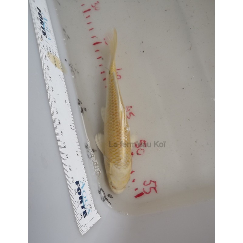 Yamabuki 18-21cm Japon jumbo tosaï