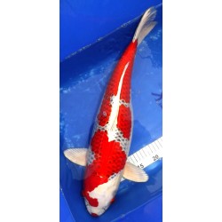 Beni Kujaku 56cm - femelle sansaï - éleveur Maruseï Hirasawa