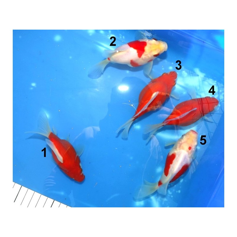 Tosaï Japon Tamasaba n°1 à 5 éleveur Hirashin