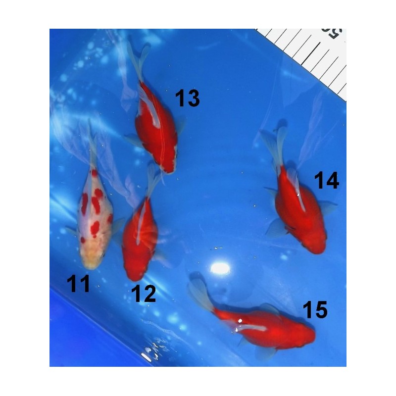 Tosaï Japon Tamasaba n°11 à 15 éleveur Hirashin