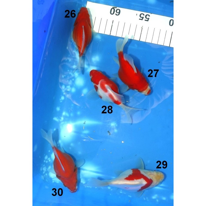 Tosaï Japon Tamasaba n°26 à 30 éleveur Hirashin