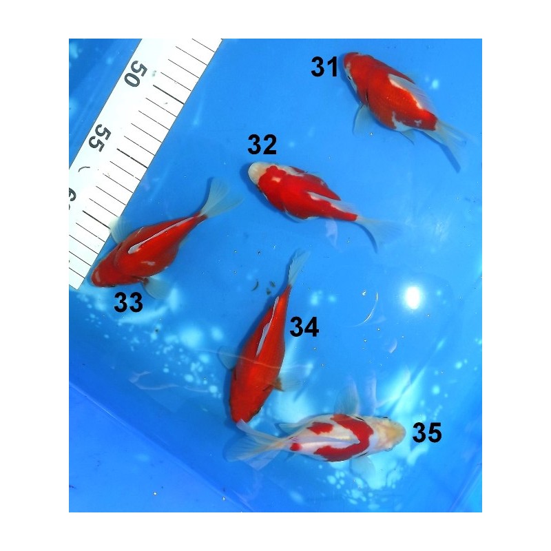 Tosaï Japon Tamasaba n°31 à 35 éleveur Hirashin