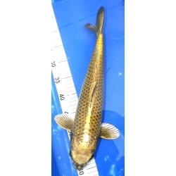 Kabuto 44cm éleveur Hirashin